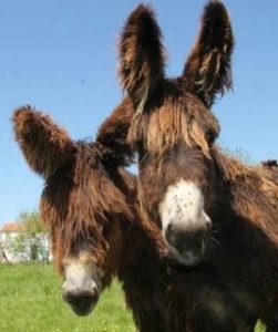 Campsite Grand Pré: Maitre De Digues