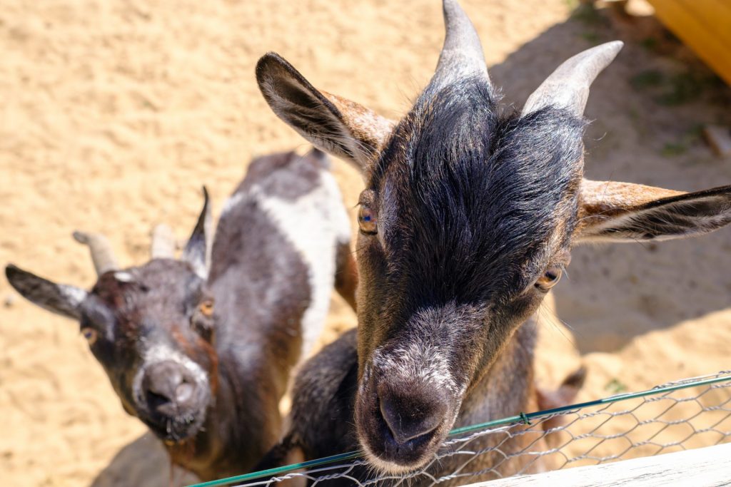 micro-ferme camping nature vendée